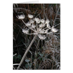 Frost Transformation in Cheshire