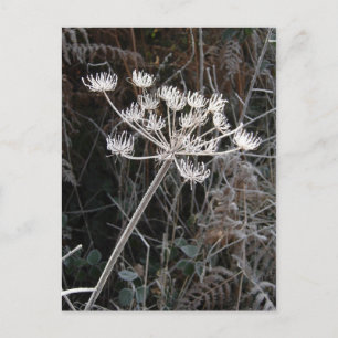 Frost Transformation in Cheshire Postcard
