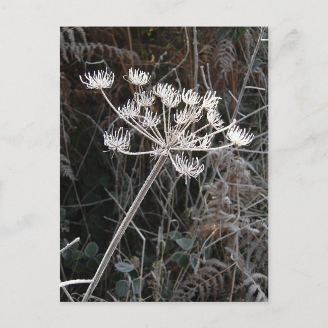 Frost Transformation in Cheshire Postcard (Front)