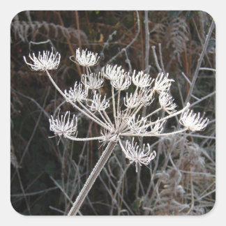 Frost Transformation in Cheshire Square Sticker