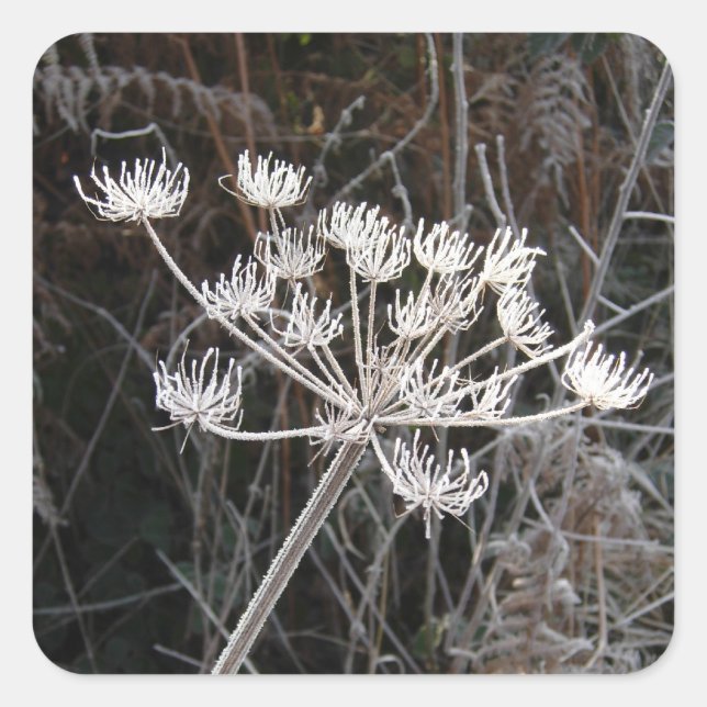 Frost Transformation in Cheshire Square Sticker (Front)