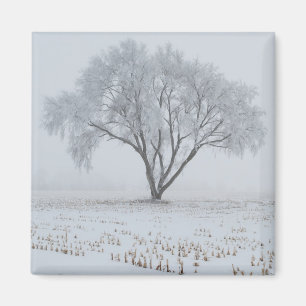 Frost Upon a Lonely Tree Magnet