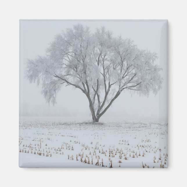 Frost Upon a Lonely Tree Magnet (Front)