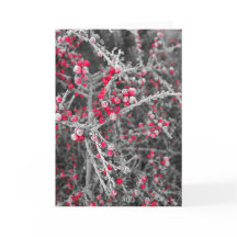 Frosted Berries Card