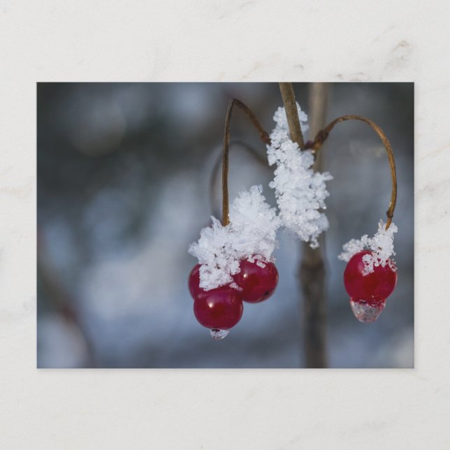 Frosted Berries Postcard (Front)