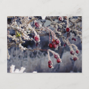 Frosted Berries postcard