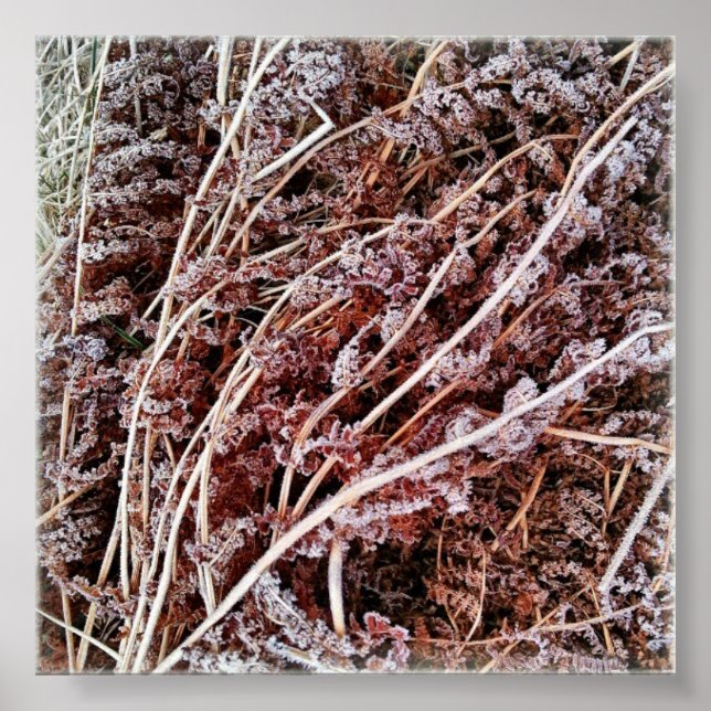 Frosted fern dry dead winter leaves poster (Front)