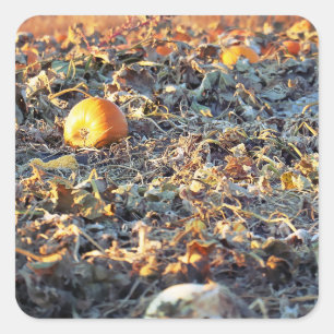 Frosted Pumpkin Patch Square Sticker