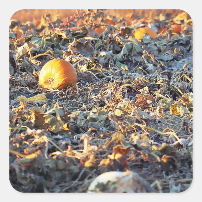 Frosted Pumpkin Patch  Square Sticker (Front)