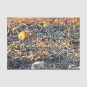 Frosted Pumpkin Patch Tissue Paper