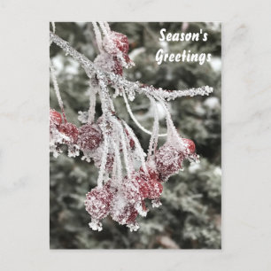 Frosted Red Jewel Crabapple Tree Berries Holiday Postcard