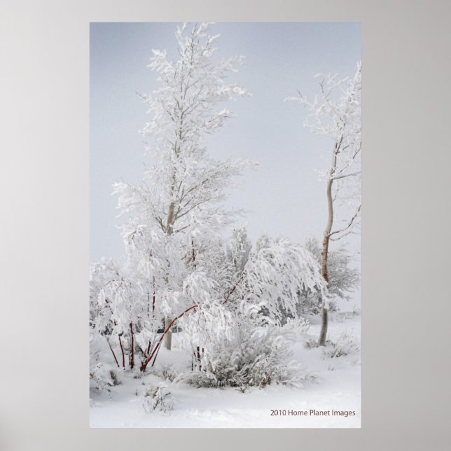 Frosted Tree Mono Lake CA Poster (Front)