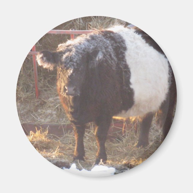 Frosty Belted Galloway Cow Magnet (Front)