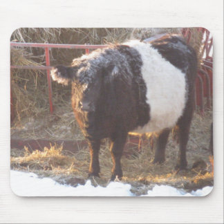 Frosty Belted Galloway Cow Mouse Pad