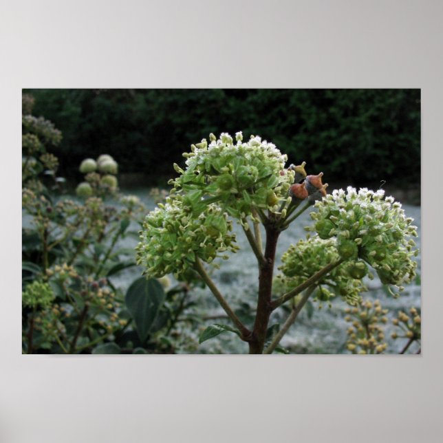 Frosty Foliage Poster (Front)