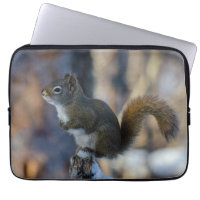 Frosty Forager: Canadian Winter Squirrel