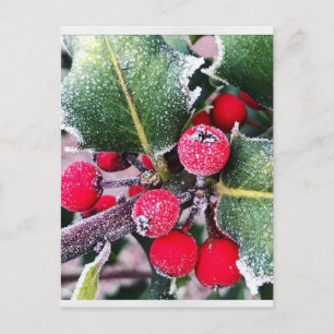 Frosty Holly Postcard