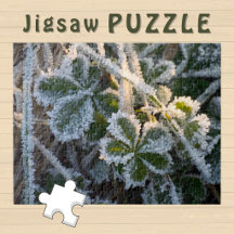 Frosty Ice covert Winter Leaves aesthetic Photo