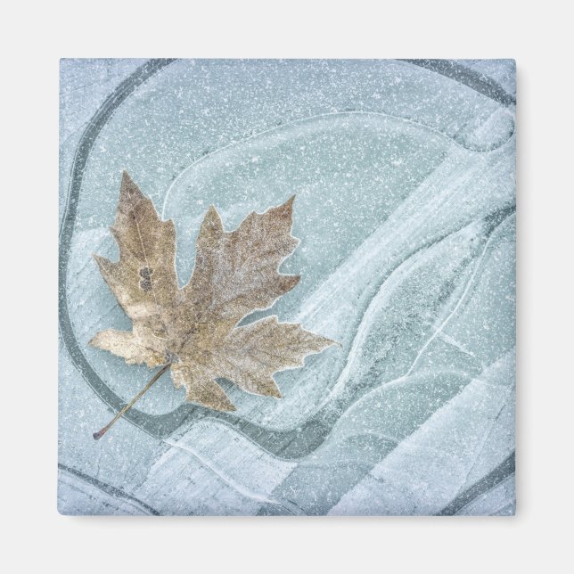 Frosty Maple Leaf Frozen on Ice Magnet (Front)