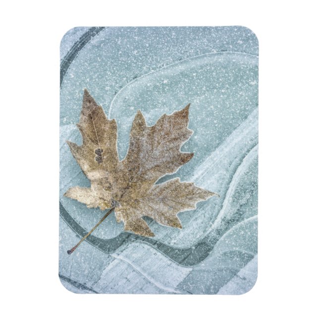 Frosty Maple Leaf Frozen on Ice Magnet (Vertical)