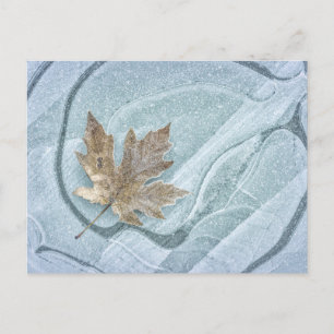 Frosty Maple Leaf Frozen on Ice Postcard