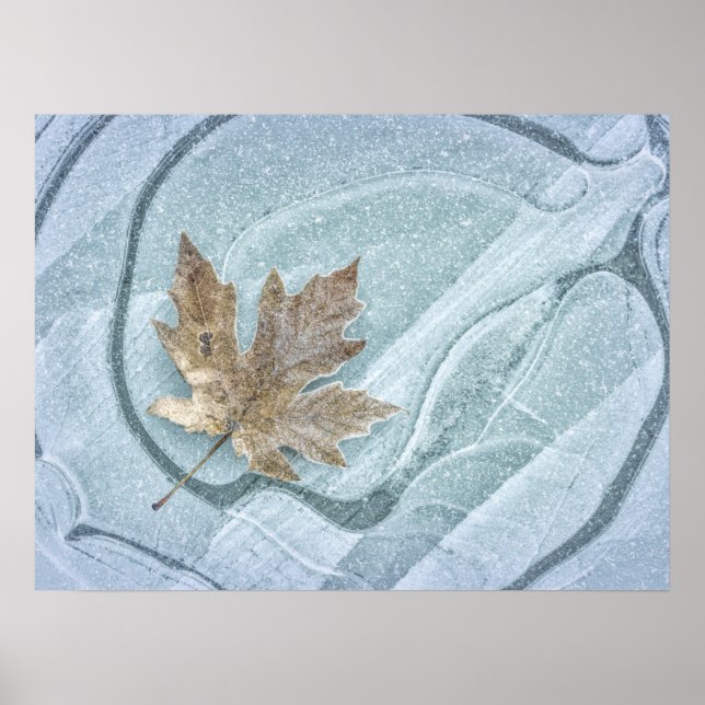 Frosty Maple Leaf Frozen on Ice Poster (Front)