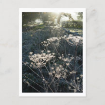 Frosty Morning in Cheshire Postcard