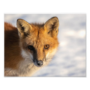 Frosty Nose Fox    Photo Print