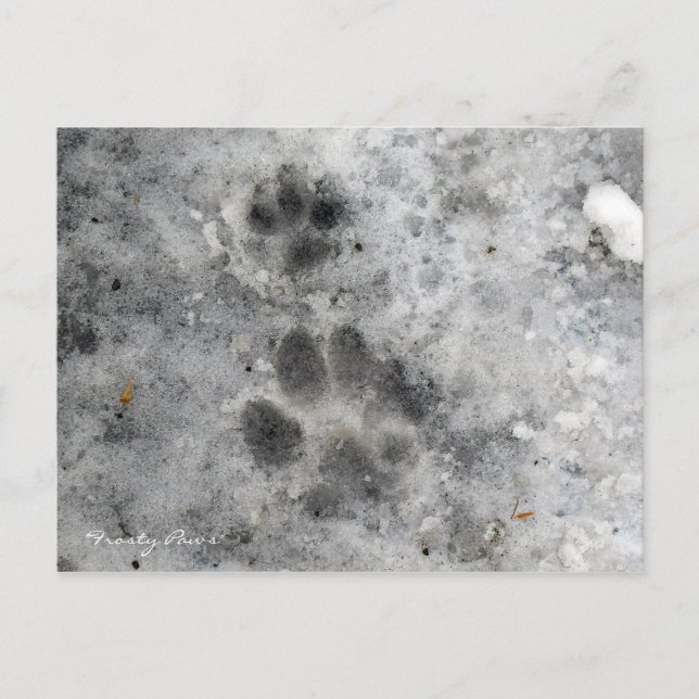 "Frosty Paws" Post Cards (Front)