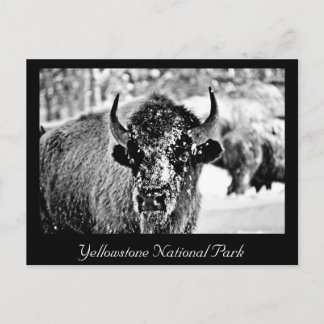 Frosty Yellowstone Bison Postcard