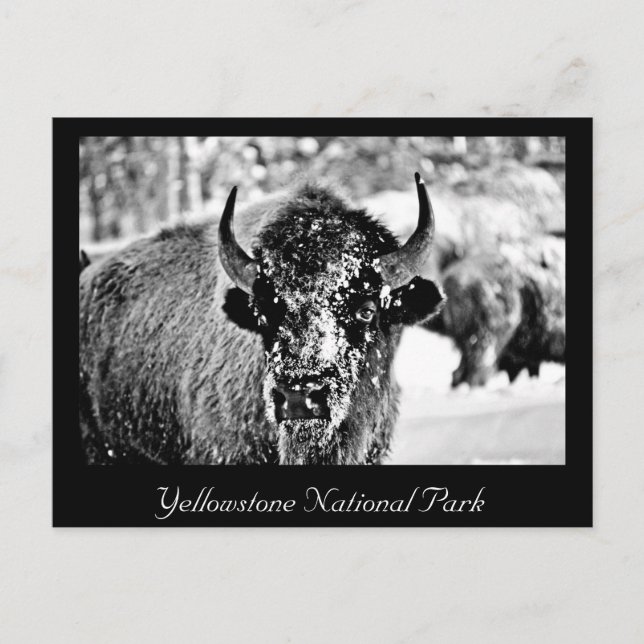 Frosty Yellowstone Bison Postcard (Front)