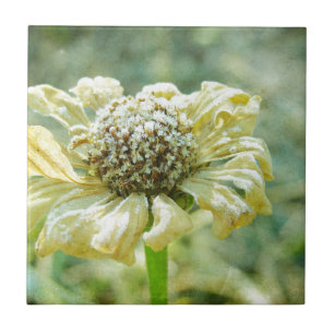 Frosty Zinna Ceramic Tile