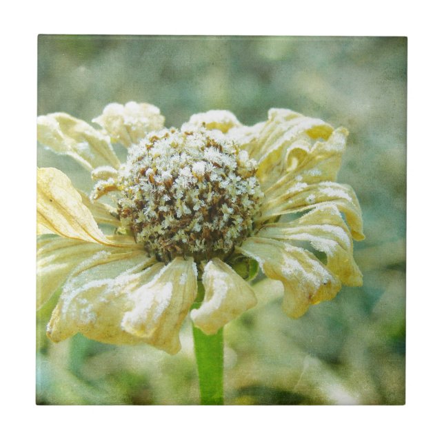 Frosty Zinna Ceramic Tile (Front)