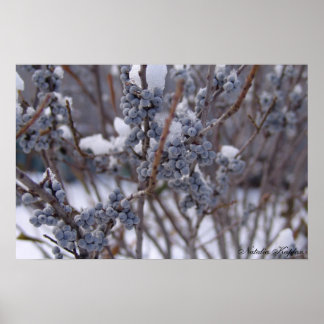 Frozen Berries Poster
