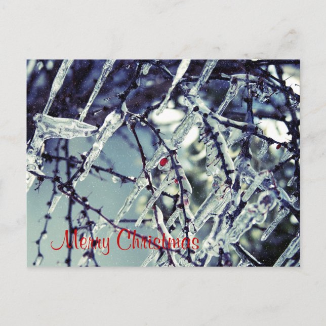 Frozen Berry Christmas Postcard (Front)