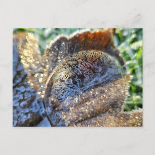 Frozen bubbles postcard