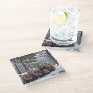 Frozen Burrow: Australian Wombat Family Glass Coaster