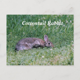 Frozen Cotton, Cottontail Rabbit Postcard