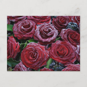 Frozen Dark Red Roses On A Grave Postcard
