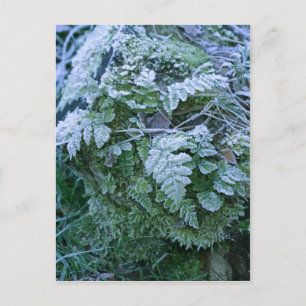 Frozen Fern on a Tree Stump Postcard