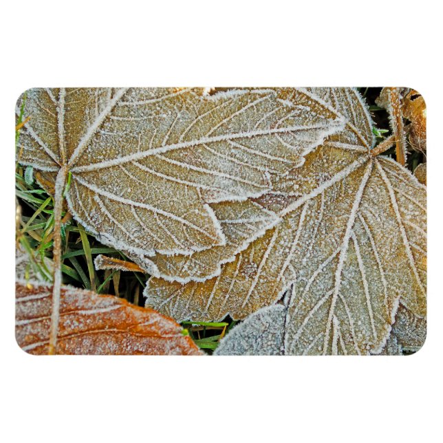 Frozen Maple Magnet (Horizontal)