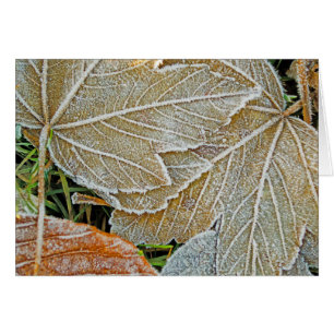 Frozen Maple Note Card