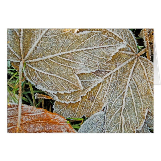 Frozen Maple Note Card (Front Horizontal)