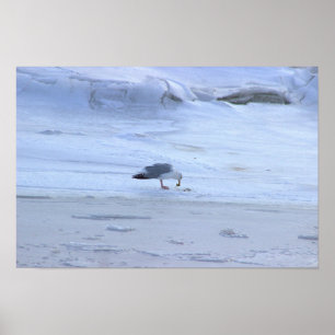 Frozen Ocean with Seagull Poster