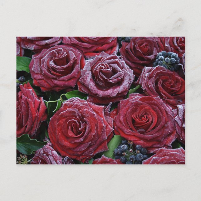 Frozen Roses Postcard (Front)