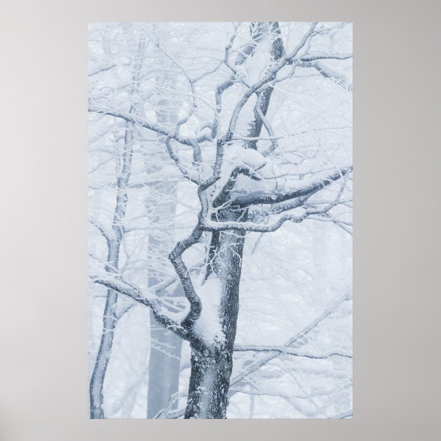 Frozen snowy tree poster (Front)