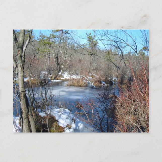 Frozen Wetlands Pond Postcard (Front)