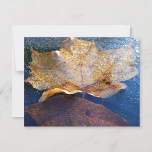 Frozen Yellow Maple Leaf Autumn Nature
