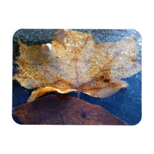 Frozen Yellow Maple Leaf Autumn Nature Magnet
