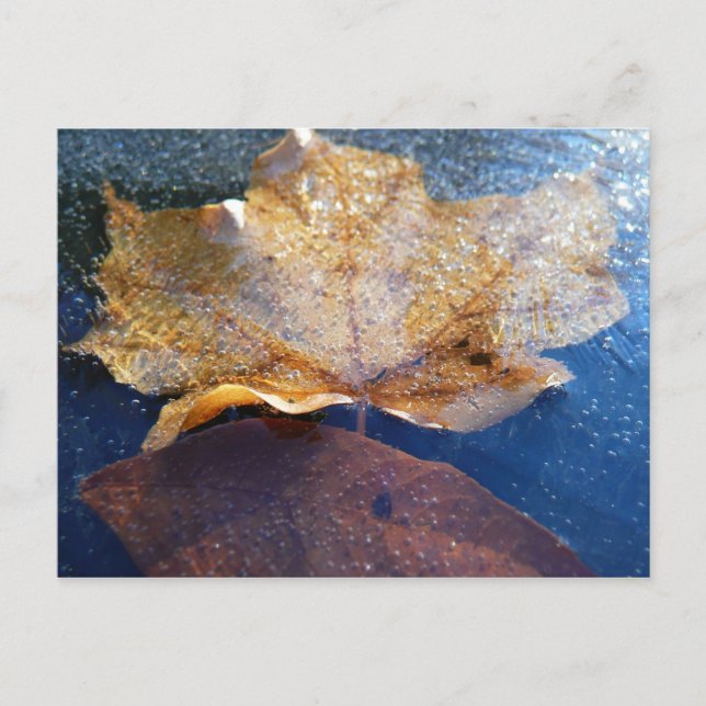 Frozen Yellow Maple Leaf Autumn Nature Postcard (Front)